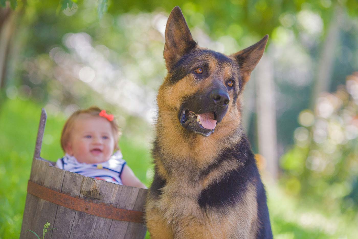 foto bambina con cane lupo